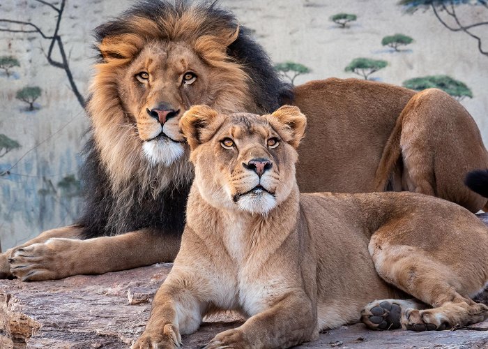 ABQ BioPark Zoo photo