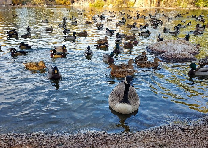 ABQ BioPark Zoo photo