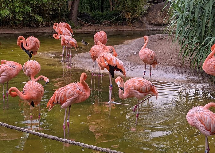 ABQ BioPark Zoo photo