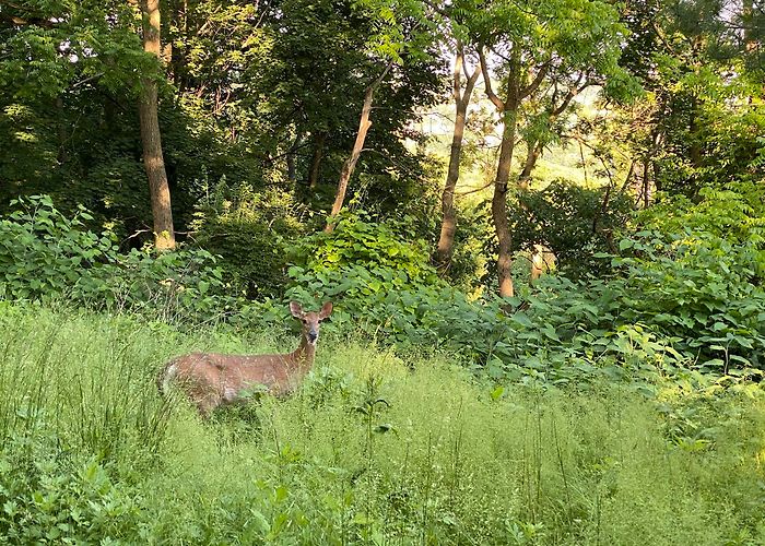 Frick Park photo