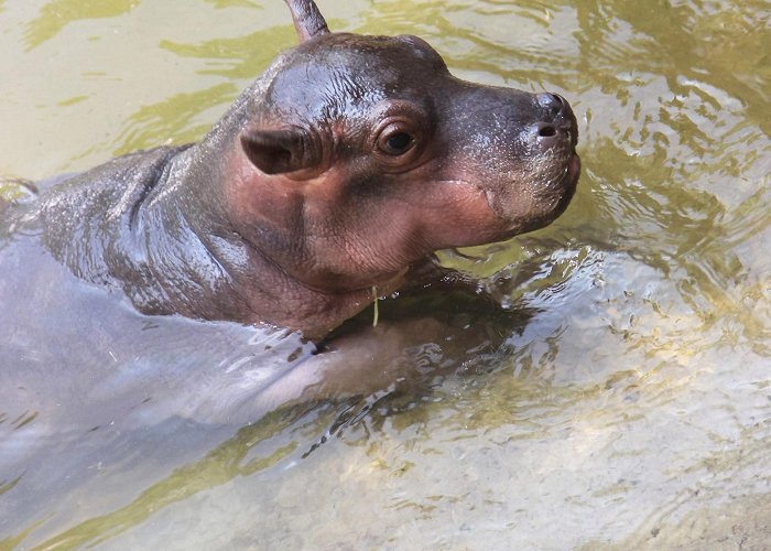 ABQ BioPark Zoo ABQ BioPark Reveals Name of New Baby Hippo — City of Albuquerque photo