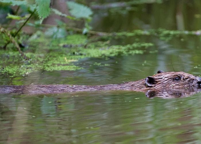 Holnicote Estate Beaver facts | Nature | National Trust photo