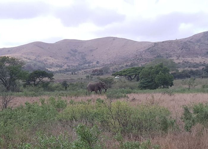 Bonamanzi Private Game Reserve Bonamanzi Game Reserve - AfricanTravelBird photo