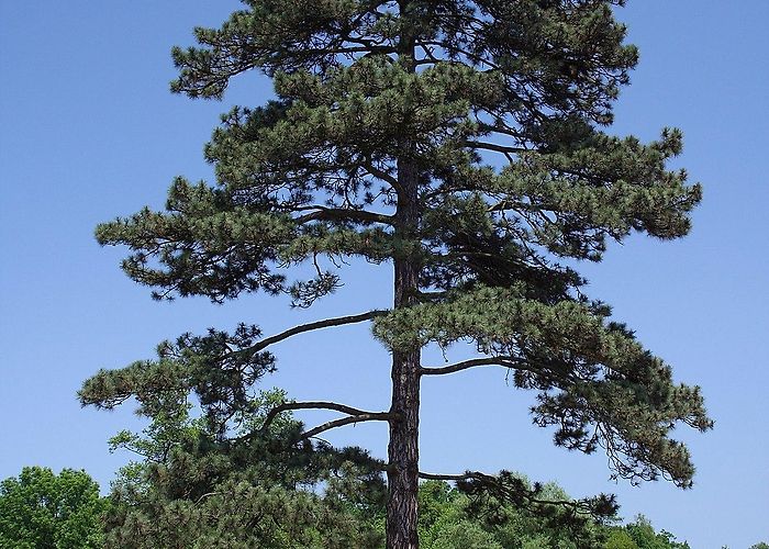 Dwarf Mountain Pinus nigra - Wikipedia photo