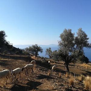 Sea Breeze Ecological Villa Αγία Γαλήνη Exterior photo