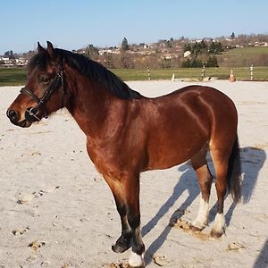 Le Gite Du Cavalier Au Coeur De La Foret/Jacuzzi Βίλα Ντολ Exterior photo