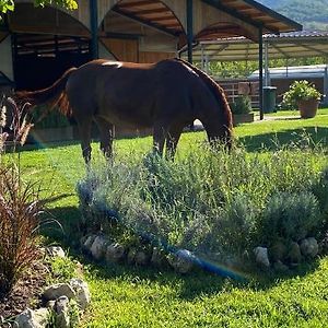 Family Farm Soc. Agr. A R.L. Βίλα Vairano Patenora Exterior photo