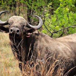 Buffalo House @Bankenkloof Private Game Reserve Βίλα Tierpoort Exterior photo