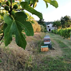 Naturaliterre Bnb - Microfattoria Bed and Breakfast Dovadola Exterior photo