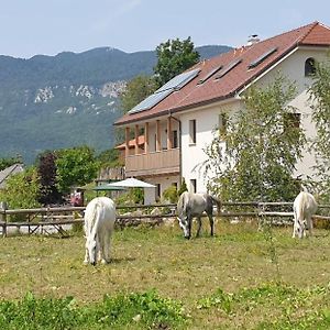 Lipizzaner Lodge Guest House Postojna Exterior photo