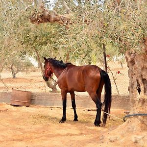 Ranch Tanit Djerba Ξενοδοχείο Midoun Exterior photo