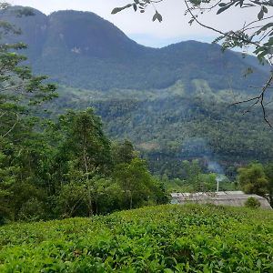 Camellia Mountain Villa Kiriwan Eliya Exterior photo