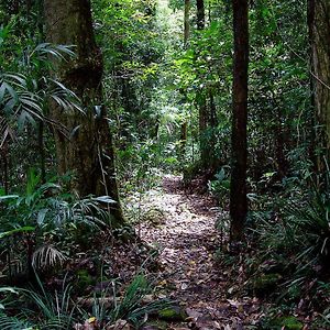 Springbrook Lyrebird Retreat Βίλα Exterior photo