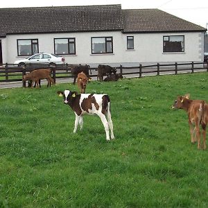 Ave Maria Farmhouse Bed and Breakfast Aughris Exterior photo