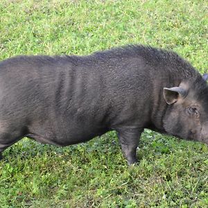 Le Paradis Des Animaux Ξενοδοχείο Coublevie Exterior photo